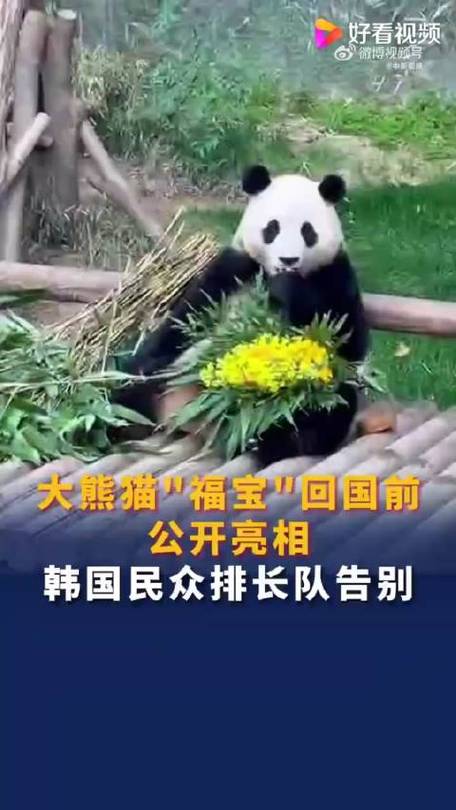 2025新澳门正版挂牌图和4旅日大熊猫将回国与旅日20年熊猫将回国 视频