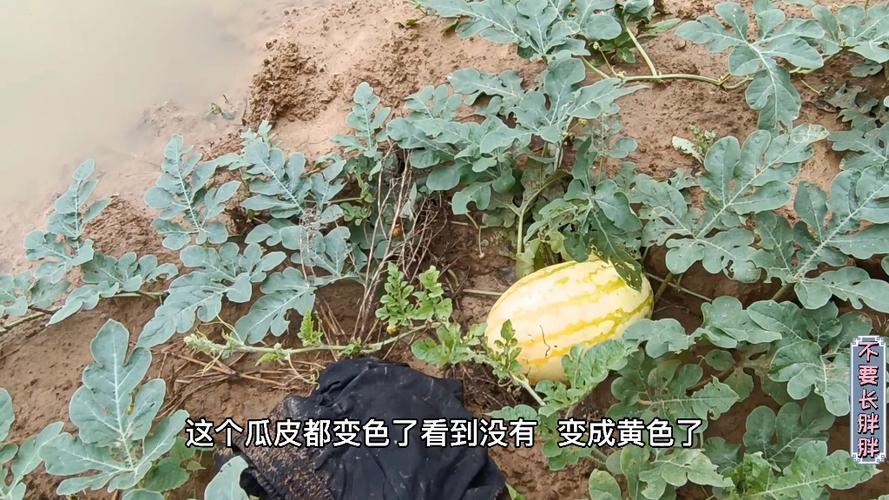新澳门今晚开奖结果号码查询表和把西瓜扔鱼塘喂鱼与把西瓜扔鱼塘喂鱼好吗