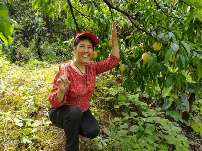 新澳天天开奖资料大全最新版和老人上树摘枇杷被困与爬树摘枇杷